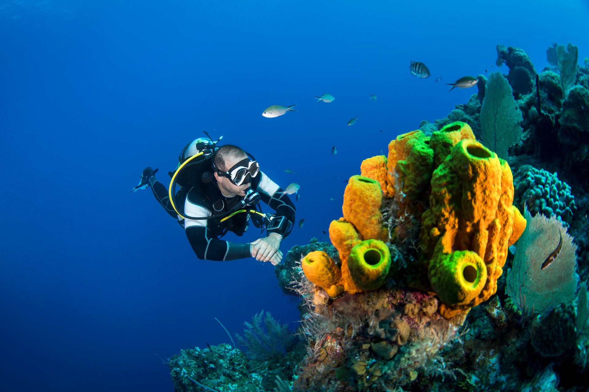 The Health Benefits of Scuba Diving Mind, Body, and Soul Reef Haven